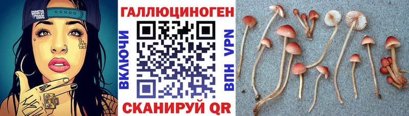 где найти   Перевоз  Псилоцибиновые грибы ЛСД 